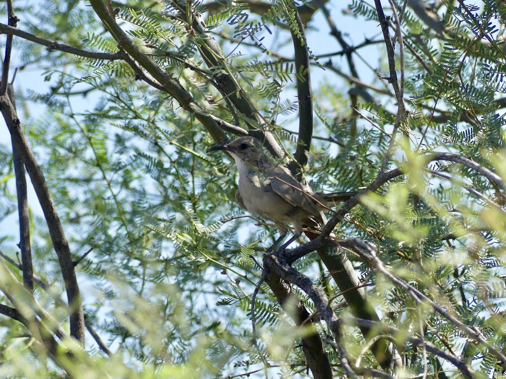 LeConte's Thrasher (LeConte's) - ML480327741