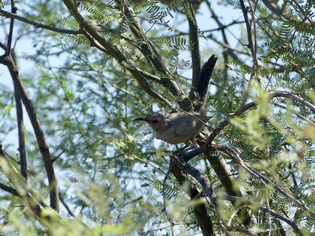 LeConte's Thrasher (LeConte's) - ML480327771