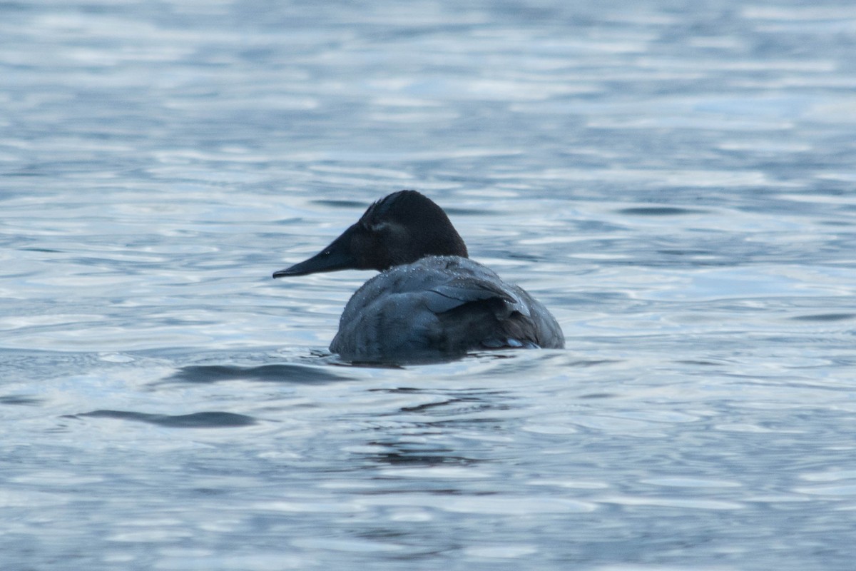 Canvasback - ML48032781