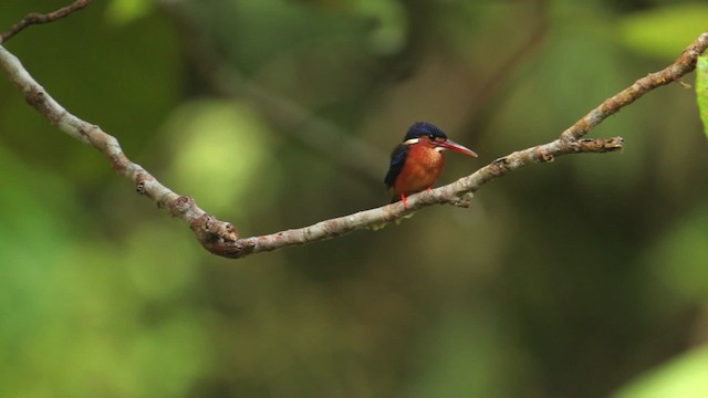 Blue-eared Kingfisher - ML480328