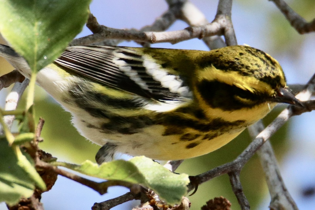 Townsend's Warbler - ML480328391