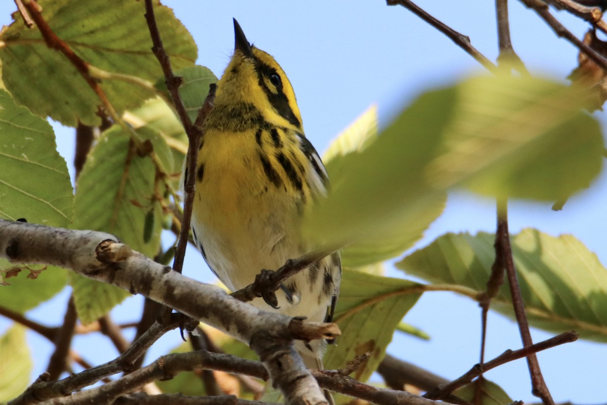 Townsend's Warbler - ML480328411