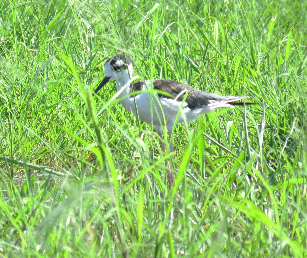 Black-necked Stilt - Judy Robichaux