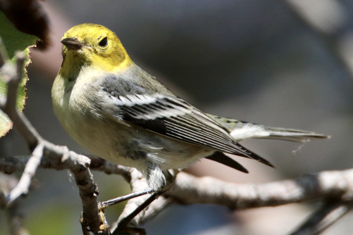 Hermit Warbler - ML480328691