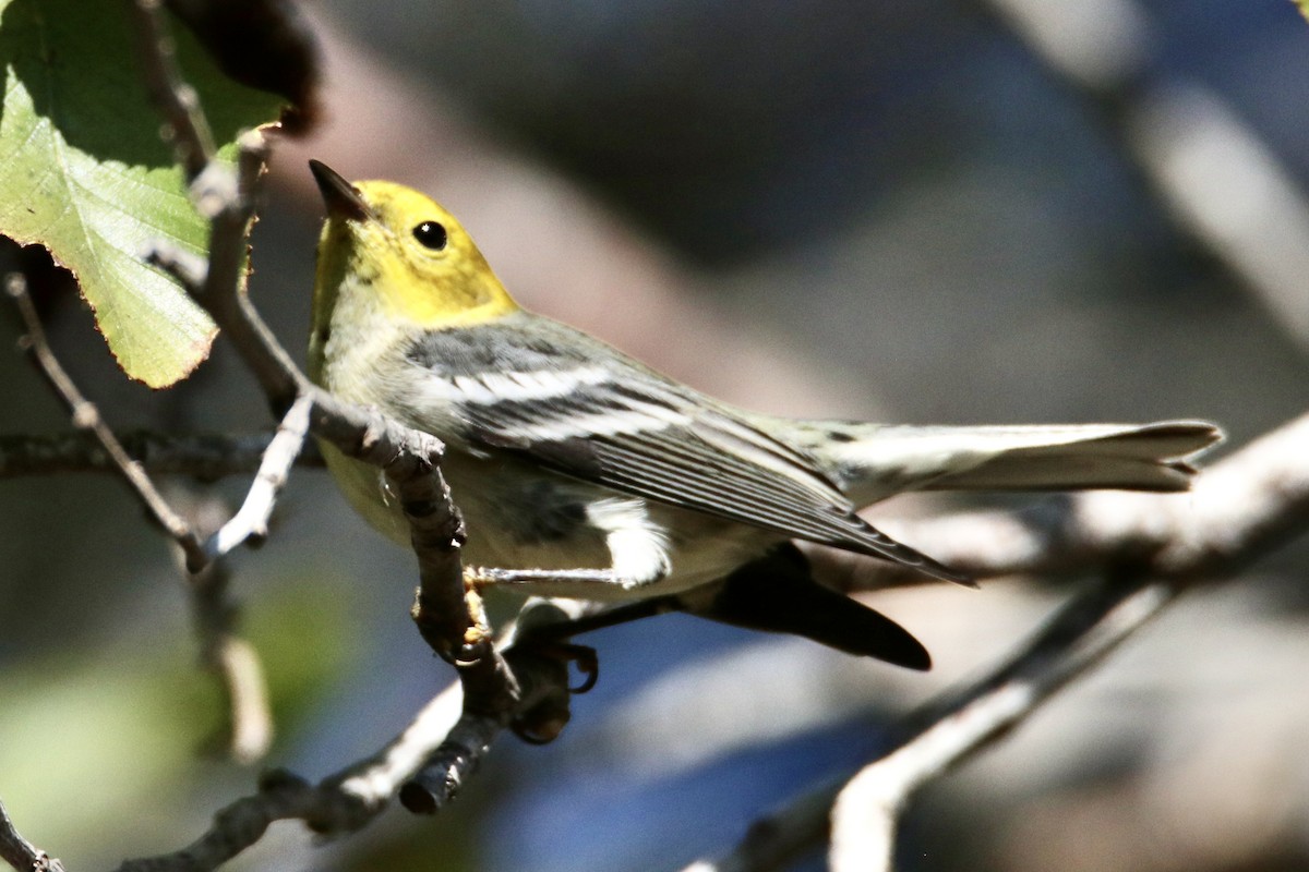 Hermit Warbler - ML480328711