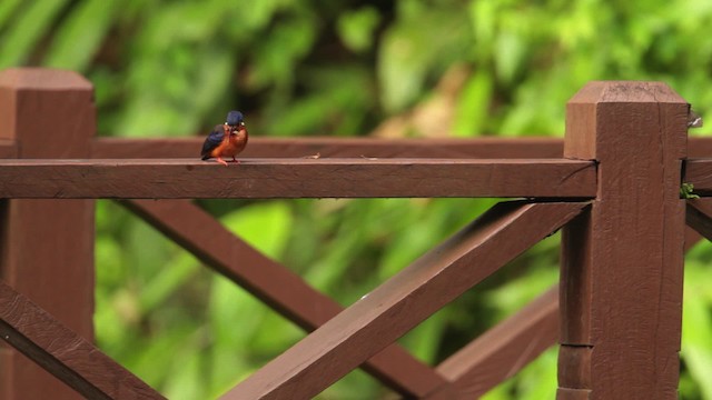 Blue-eared Kingfisher - ML480329