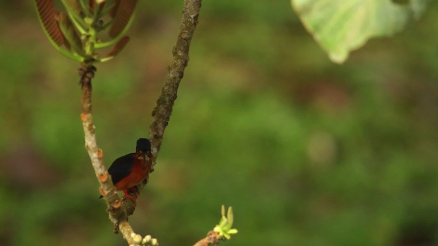 Blue-eared Kingfisher - ML480330