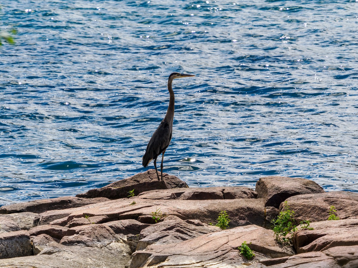 Great Blue Heron - ML480331161