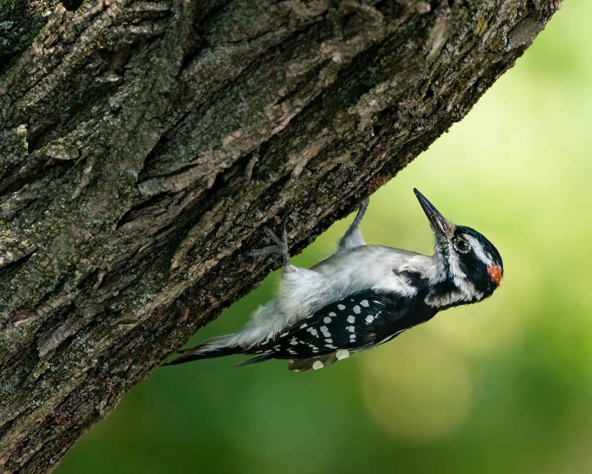 Hairy Woodpecker - Susan Logan Ward
