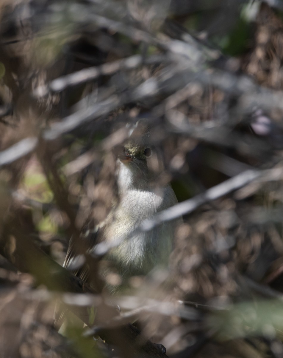 White-crested Elaenia - ML480331371