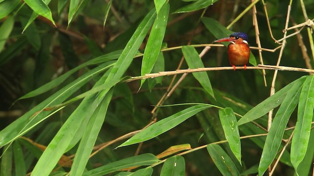 Blue-eared Kingfisher - ML480332