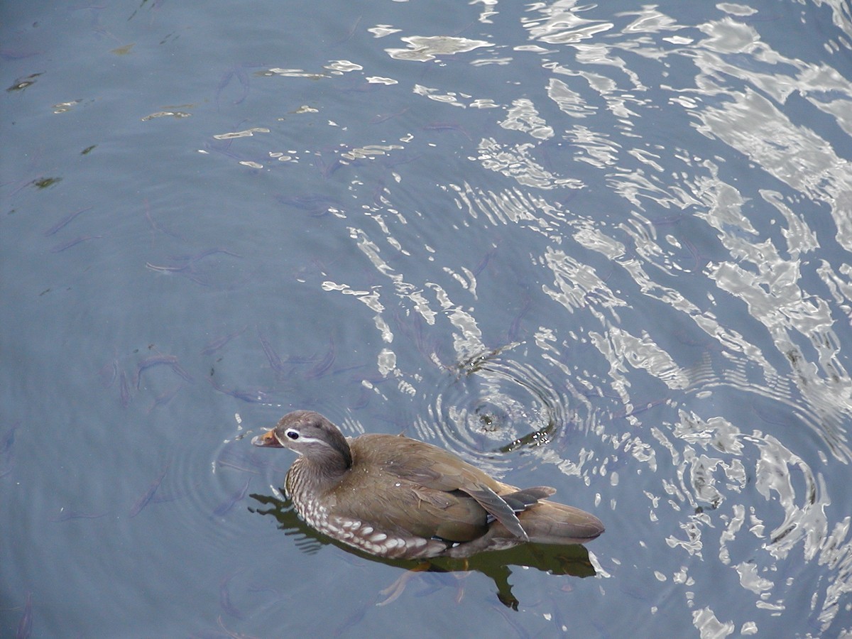 Wood Duck - ML480332571