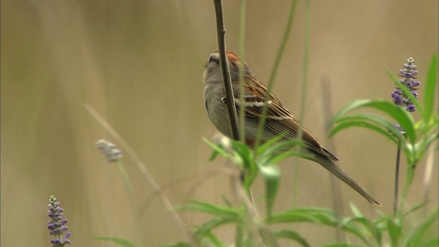 Chipping Sparrow - ML480333