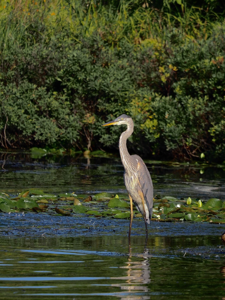 Great Blue Heron - ML480334011