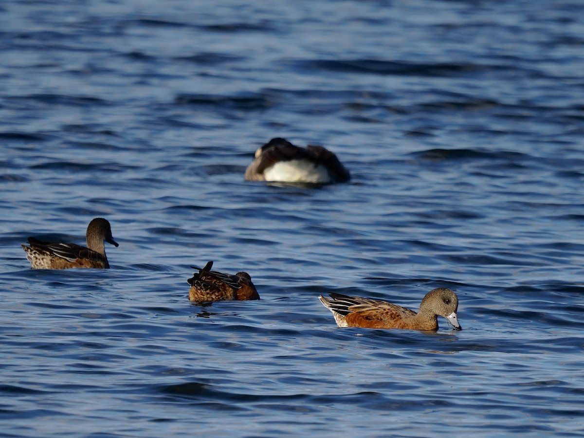 American Wigeon - ML480334041