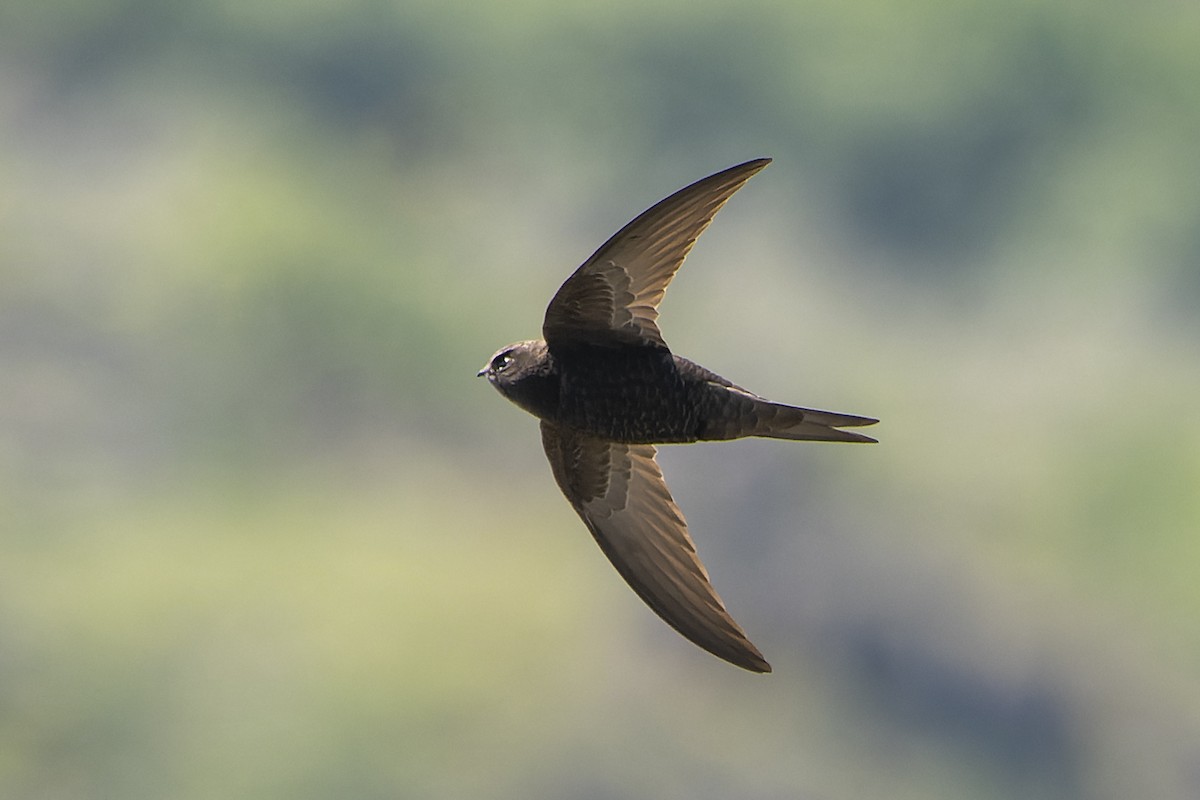 Common Swift - ML480335461