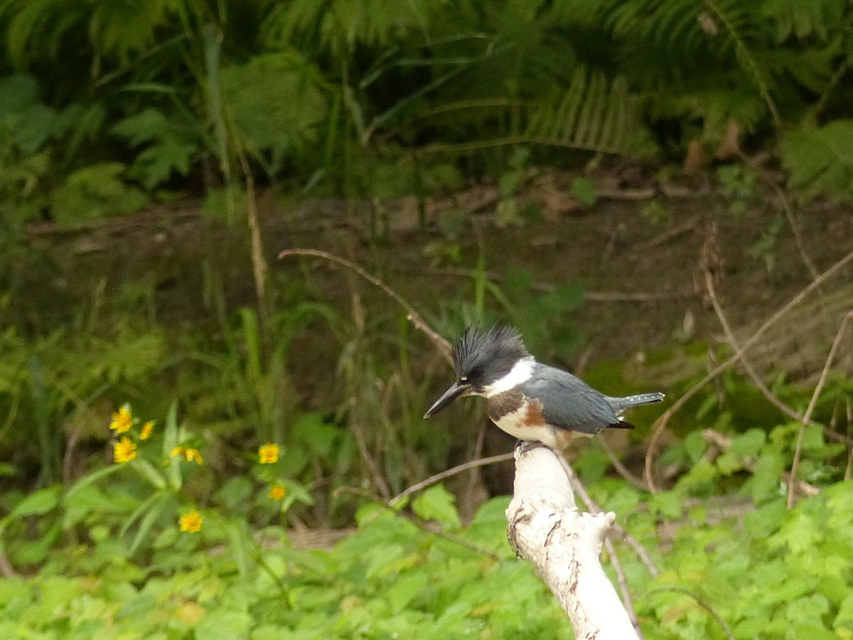 Belted Kingfisher - ML480335651