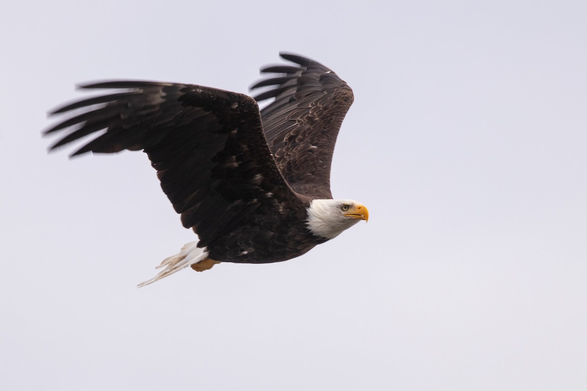 Bald Eagle - Rain Saulnier