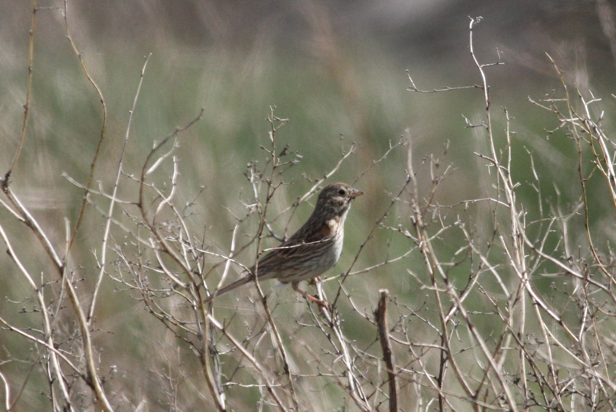 Vesper Sparrow - ML48033751