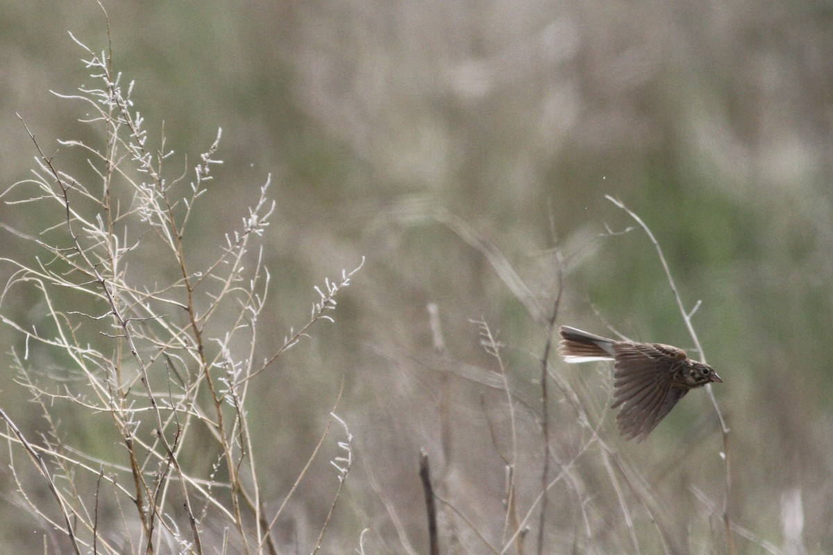 Vesper Sparrow - ML48033771