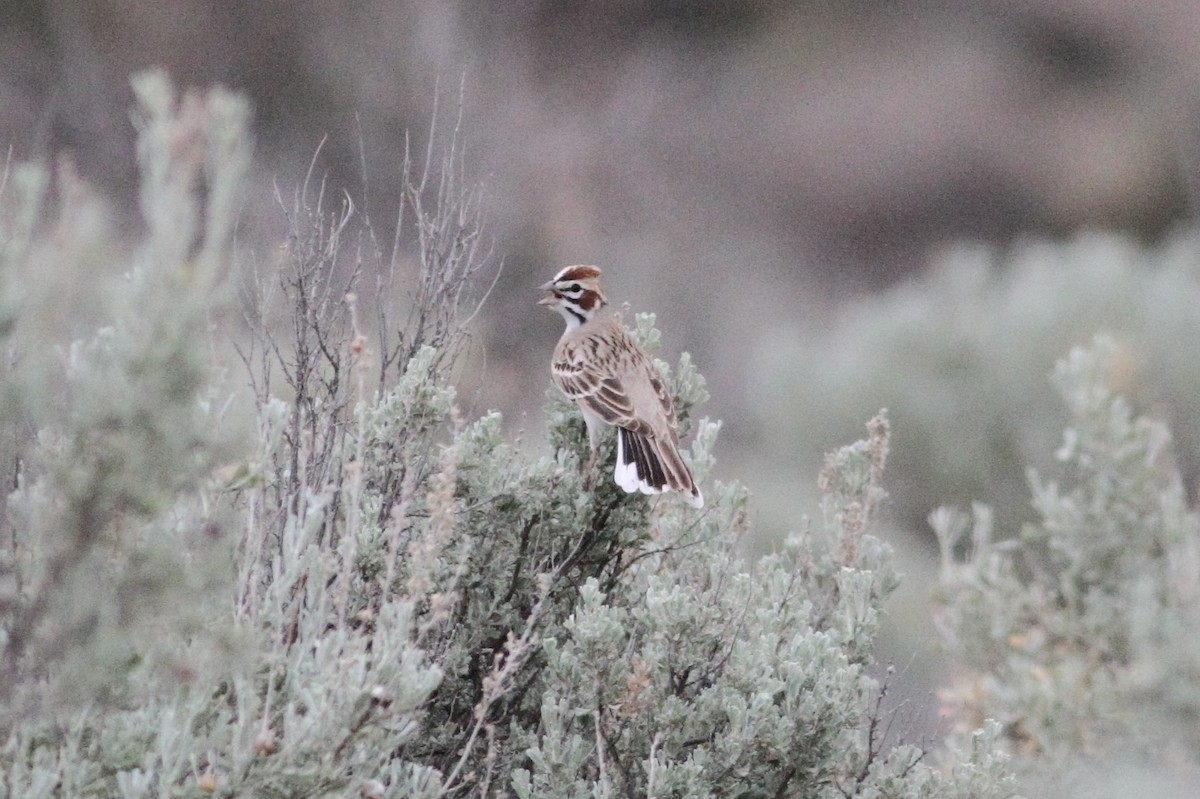 Lark Sparrow - ML48033791