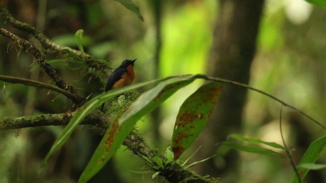 Sunda Blue Flycatcher - ML480338