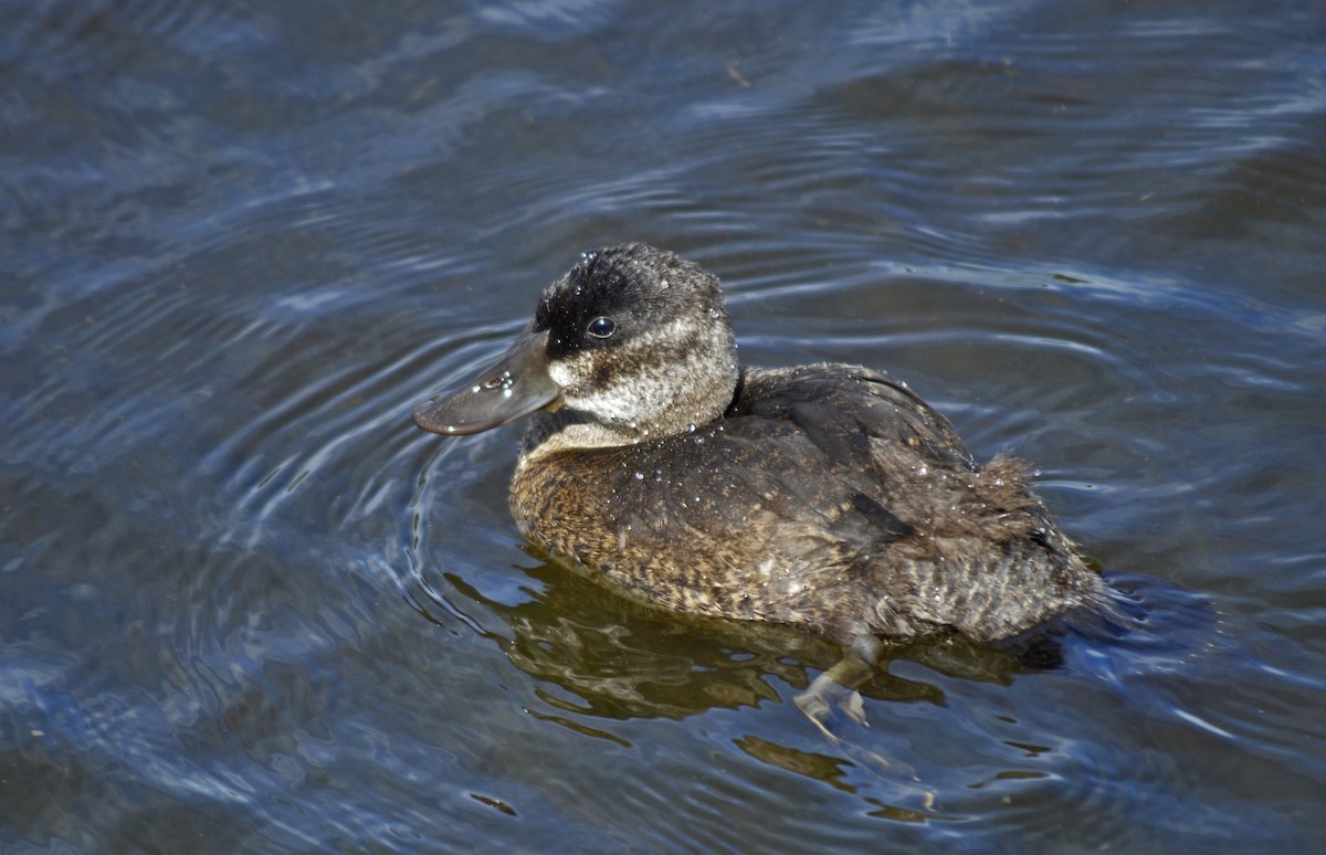 Ruddy Duck - Jessica Melsted