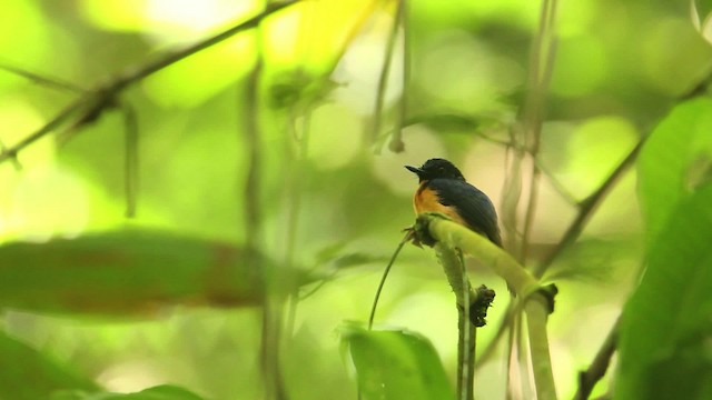 Sunda Blue Flycatcher - ML480339