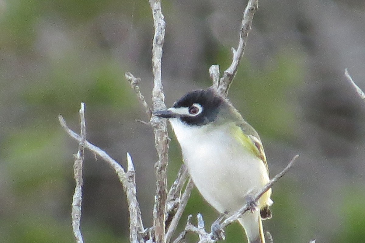 Black-capped Vireo - ML480340701