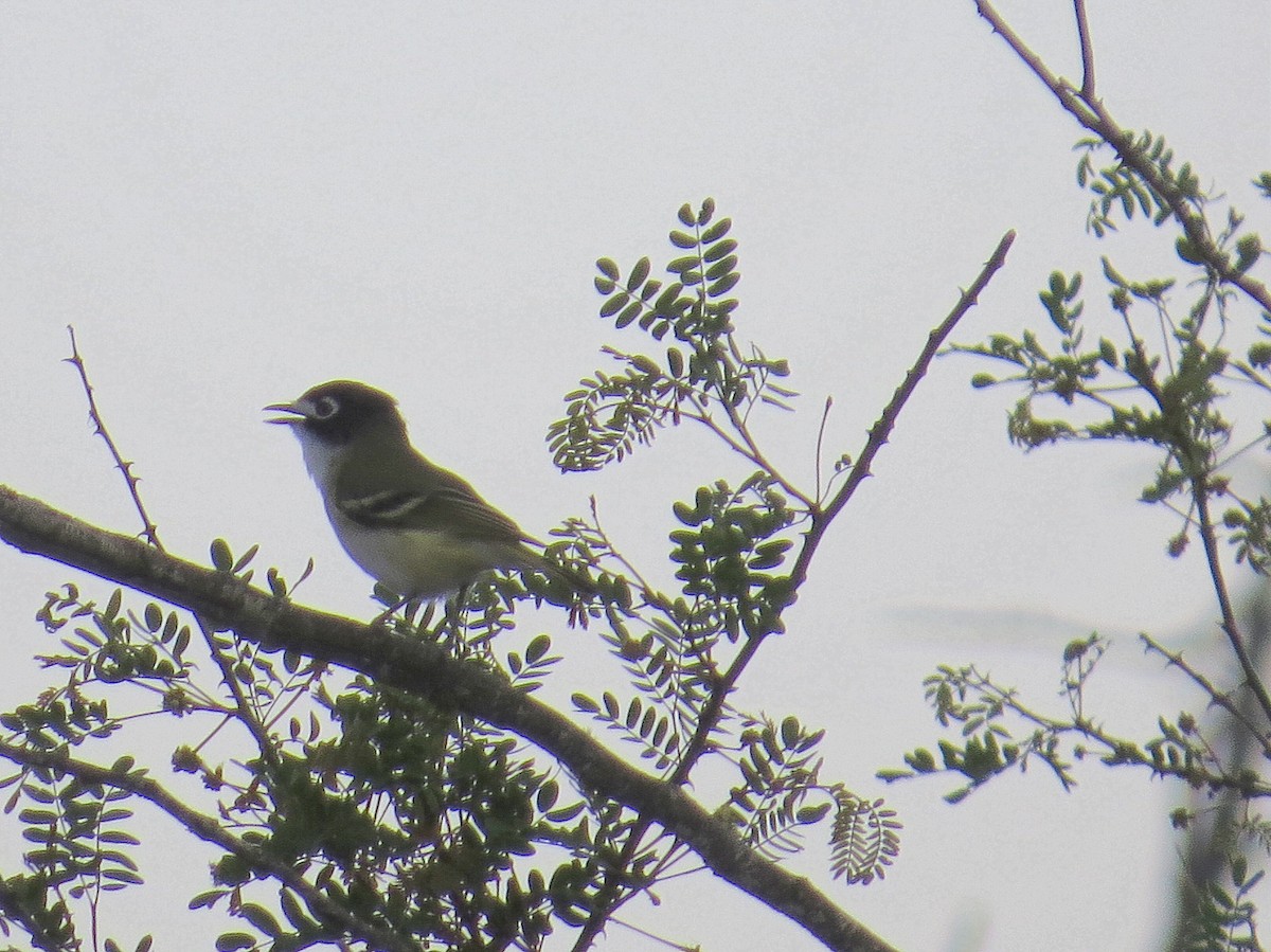 Vireo Cabecinegro - ML480340711