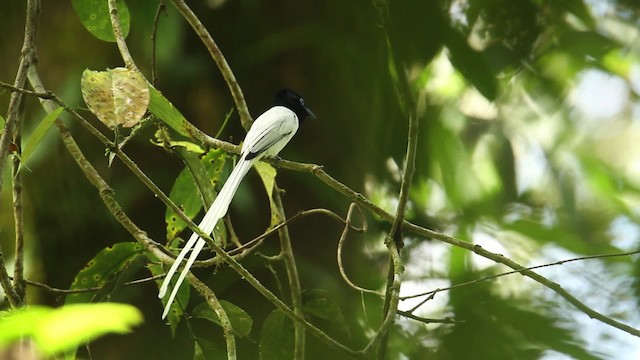 ブライスサンコウチョウ - ML480341