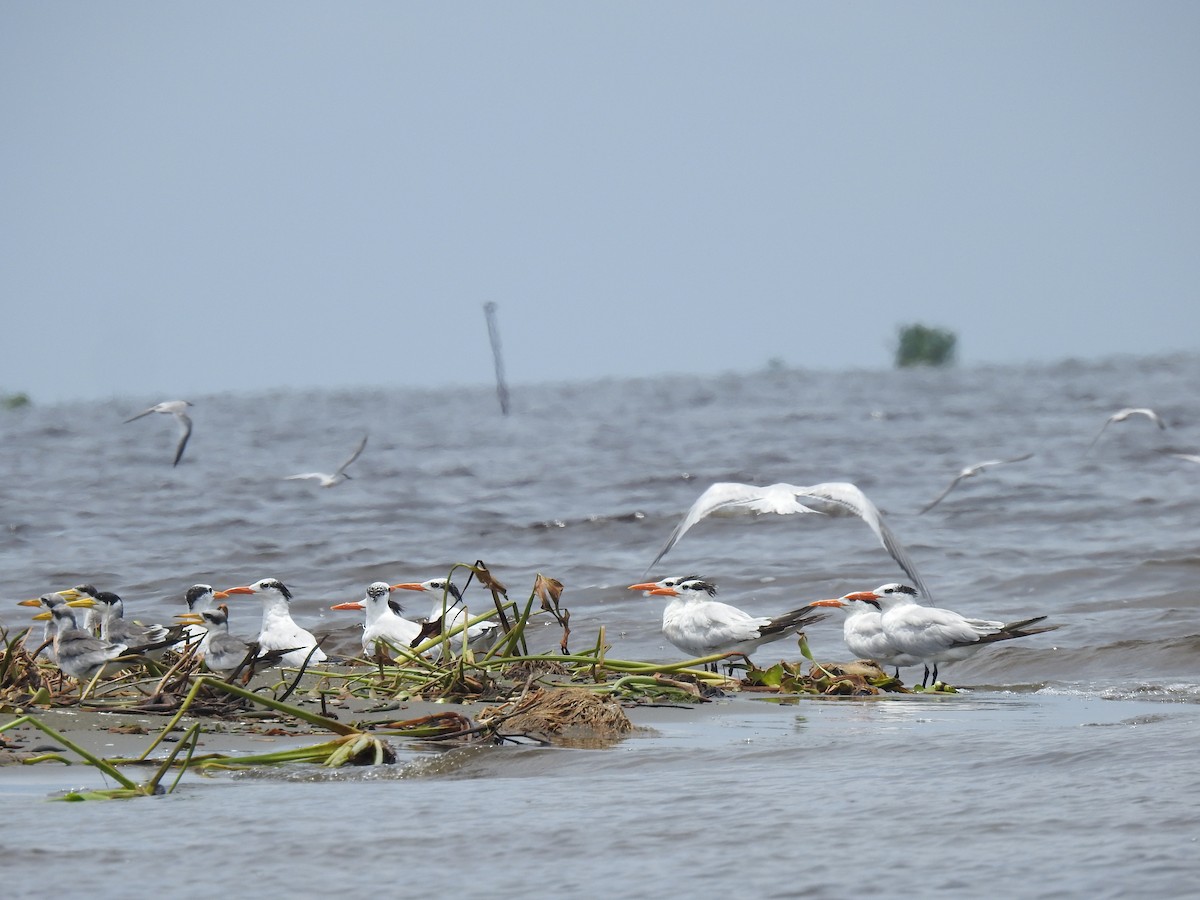 Large-billed Tern - ML480341251