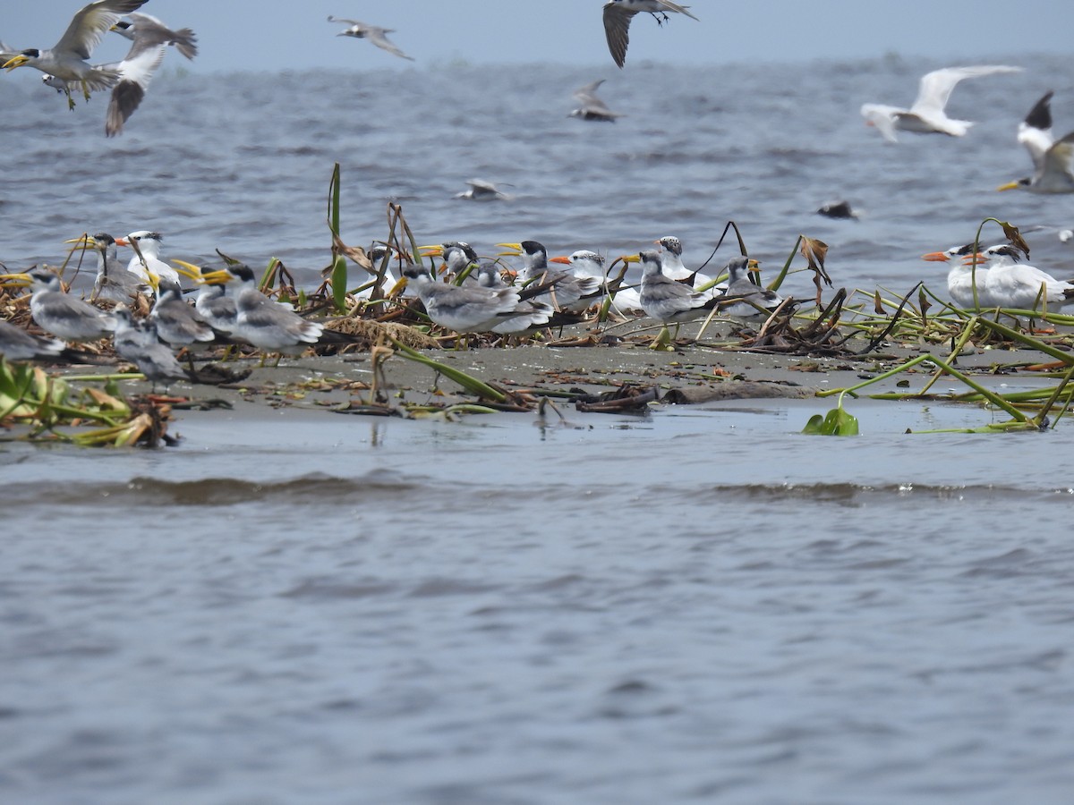 Large-billed Tern - ML480341261