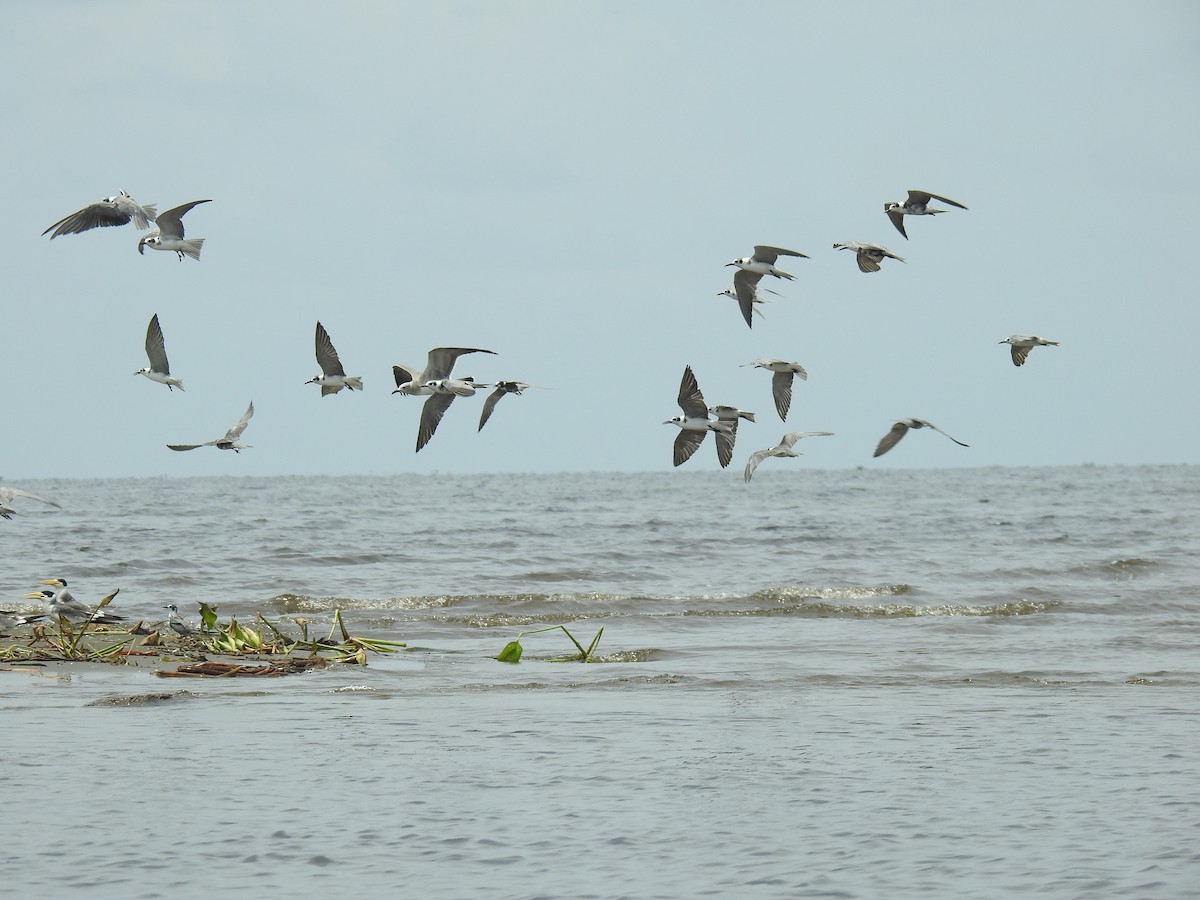 Black Tern - Leandro Niebles Puello