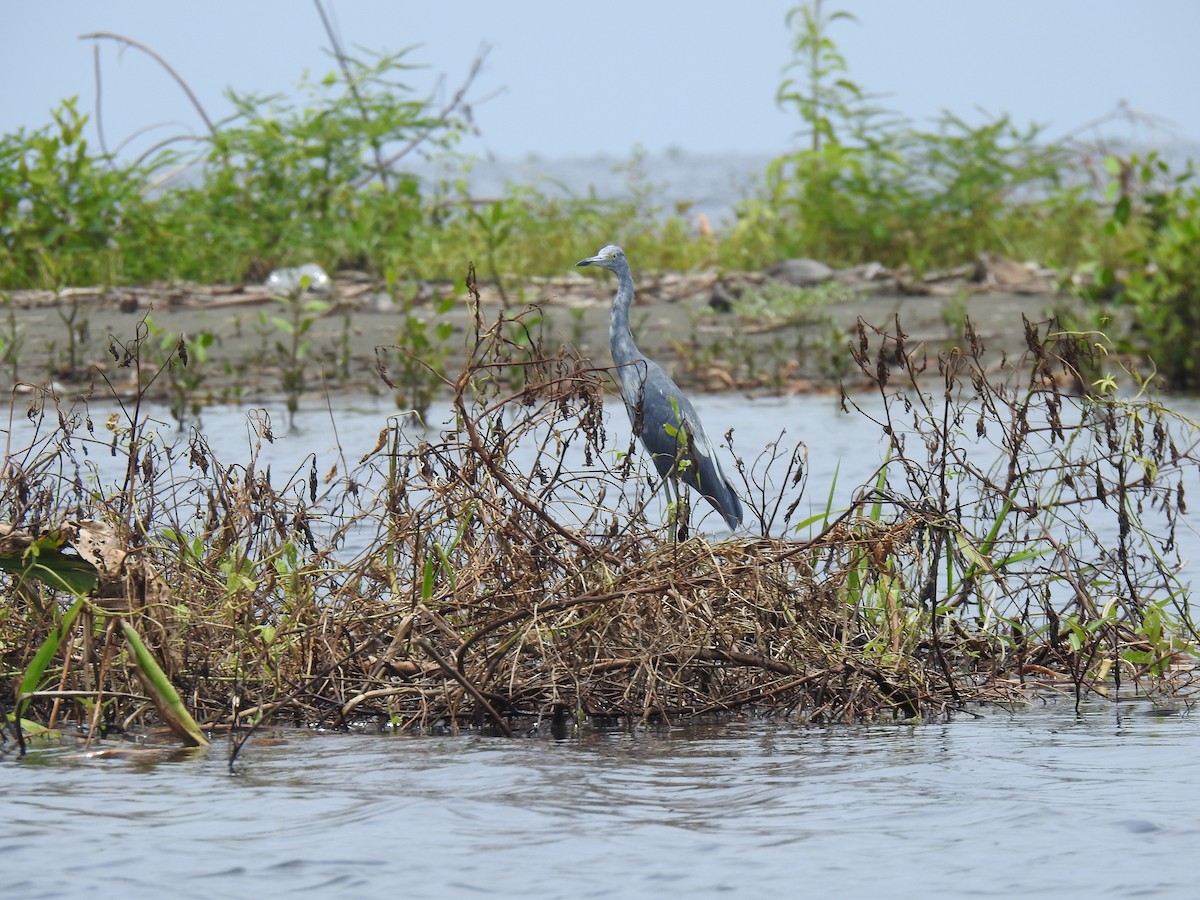 Little Blue Heron - ML480341771