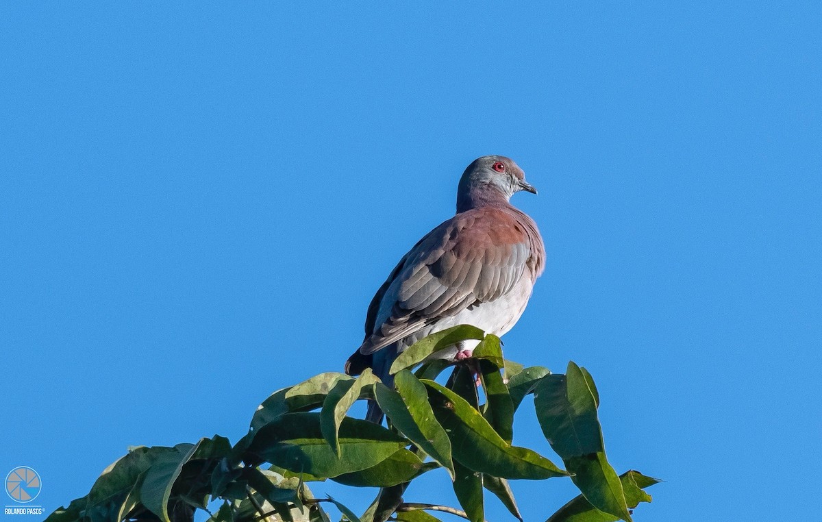 Pale-vented Pigeon - ML480342731