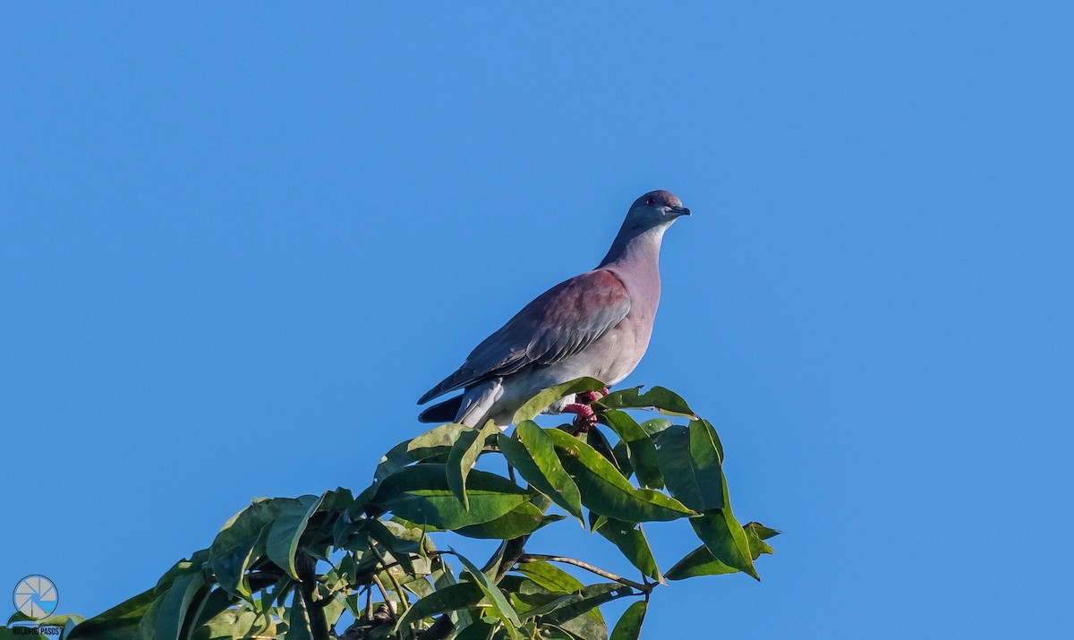 Pale-vented Pigeon - ML480342791