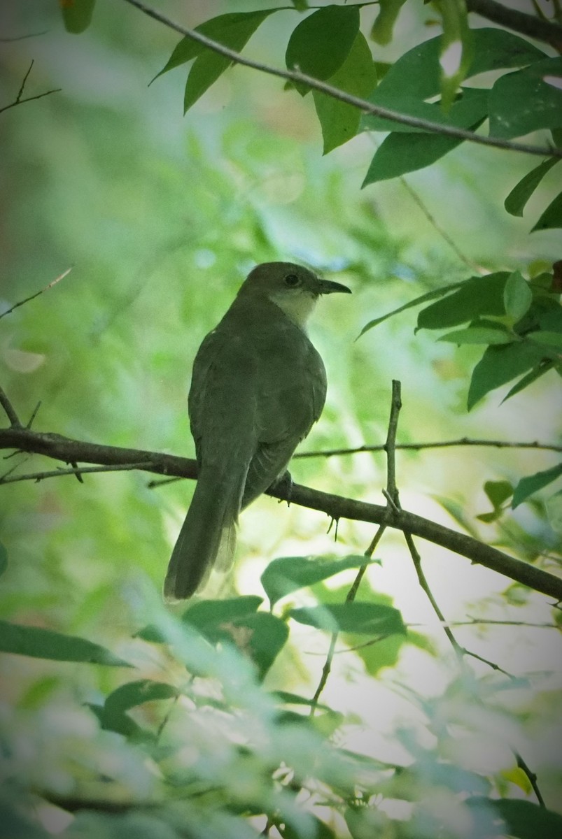 Black-billed Cuckoo - ML480342921