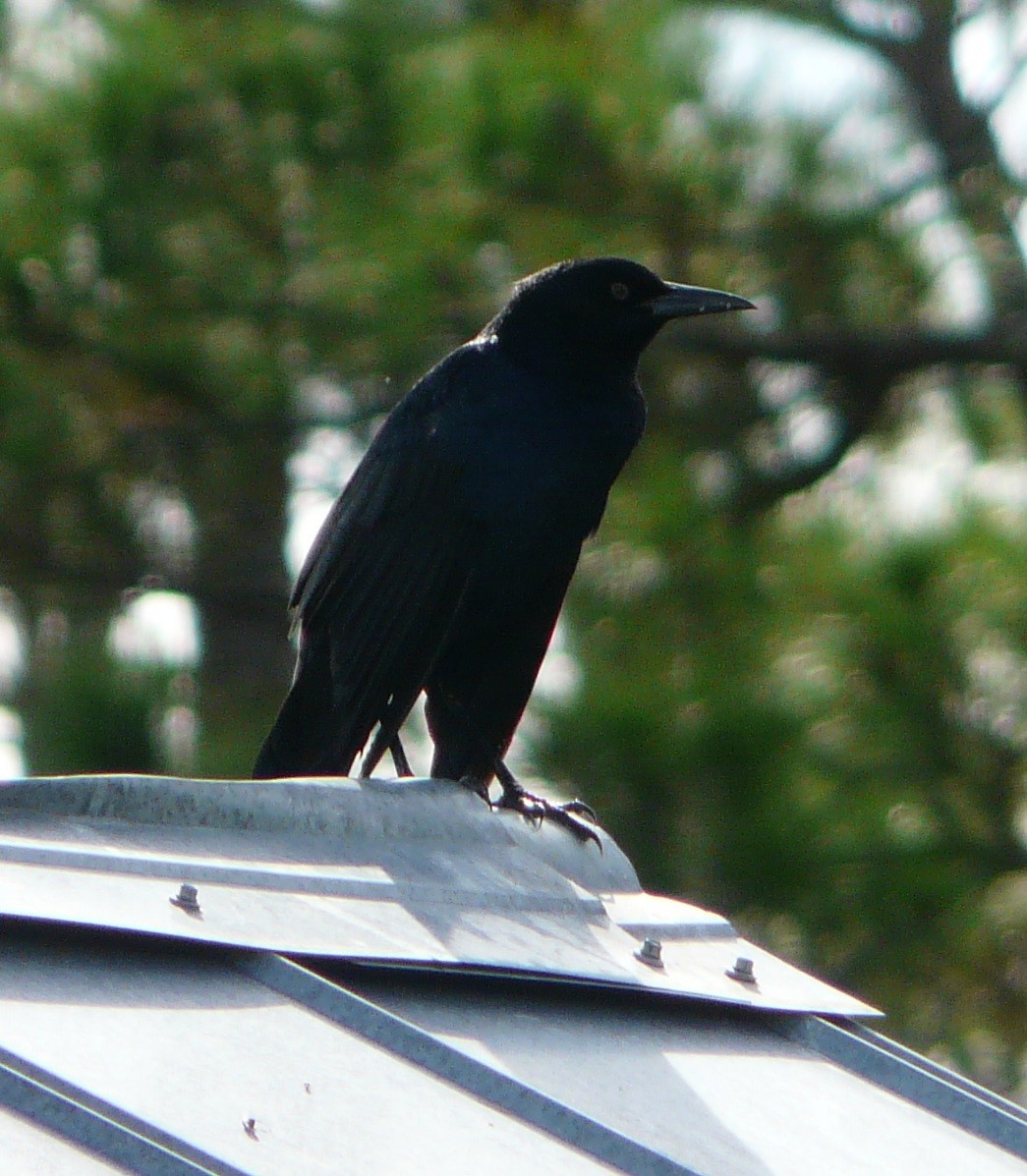Boat-tailed Grackle - ML480344691