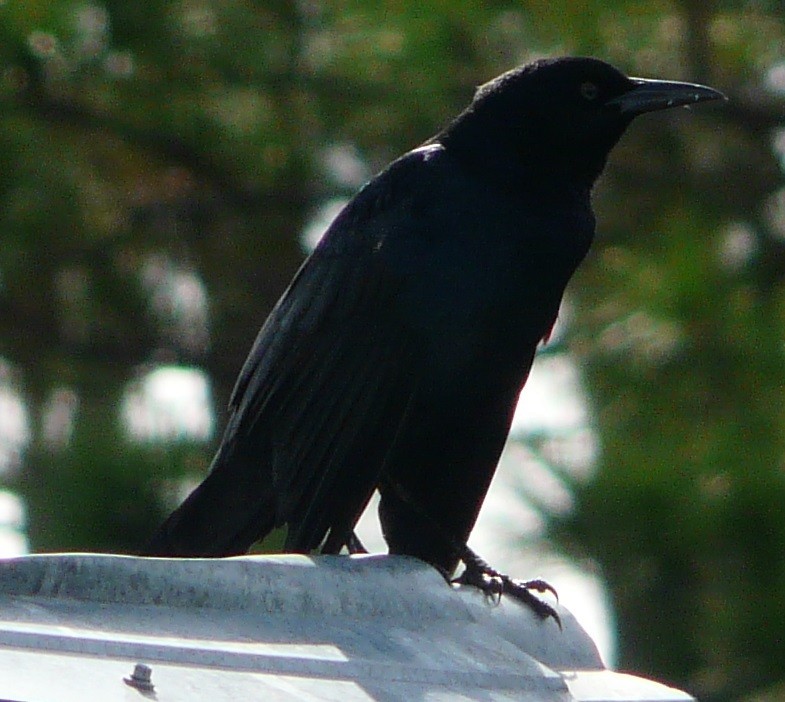 Boat-tailed Grackle - ML480344721