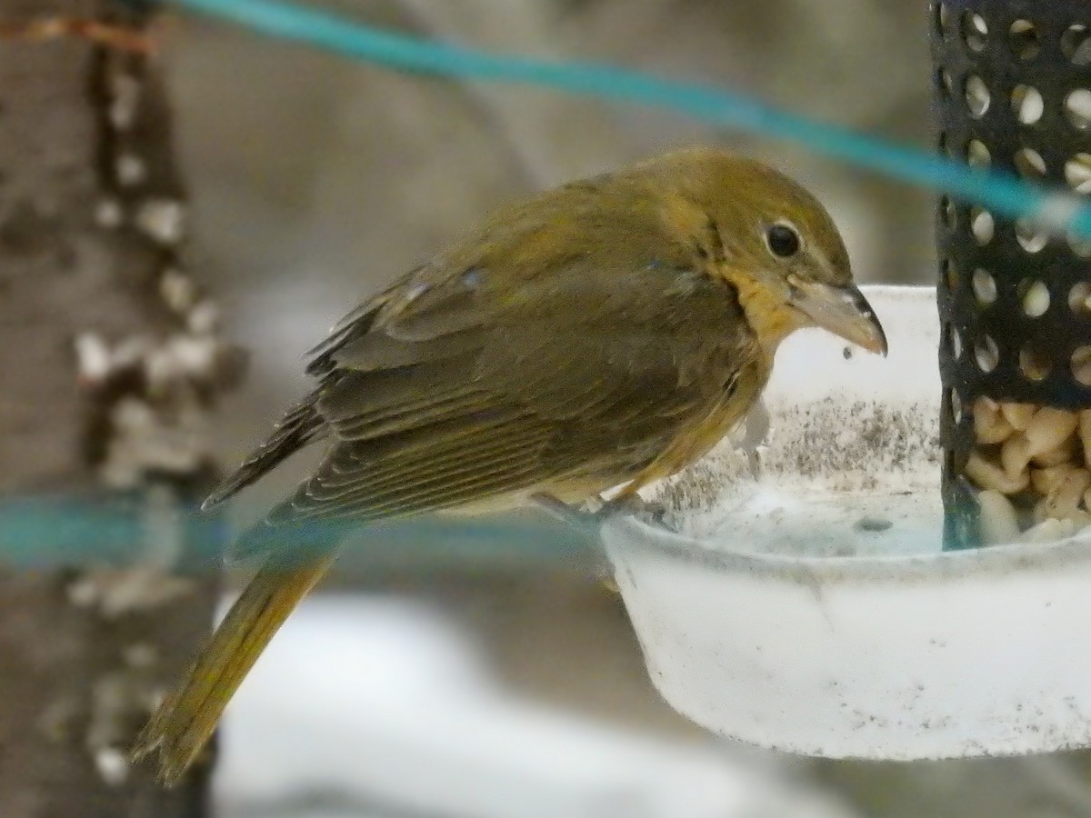 Summer Tanager - ML48034741