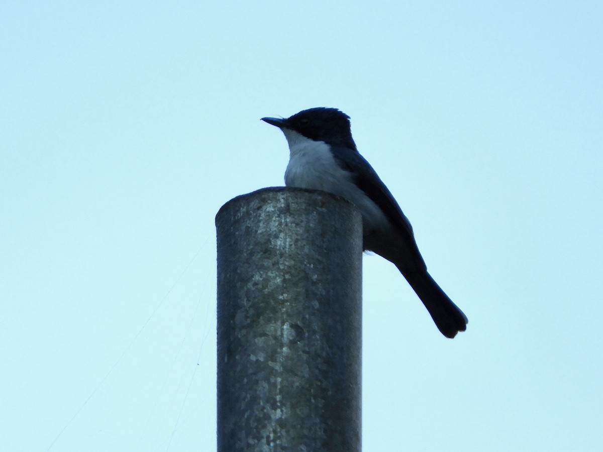 Moluccan Flycatcher - ML480347421