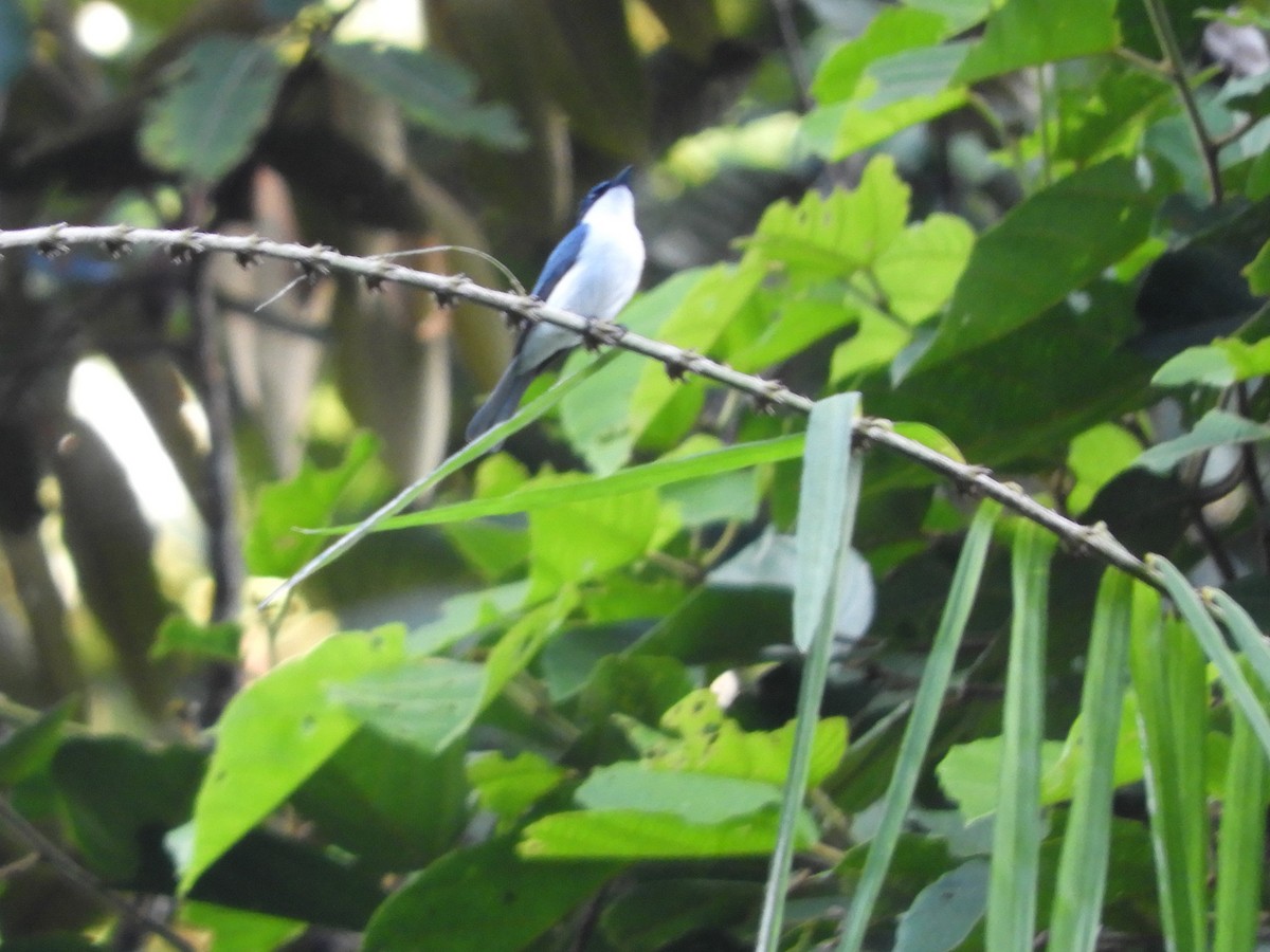 Moluccan Flycatcher - ML480347431