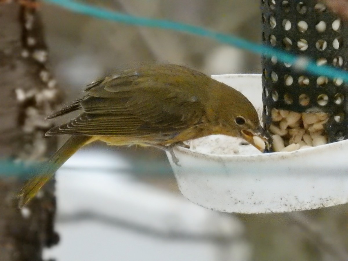 Summer Tanager - ML48034841