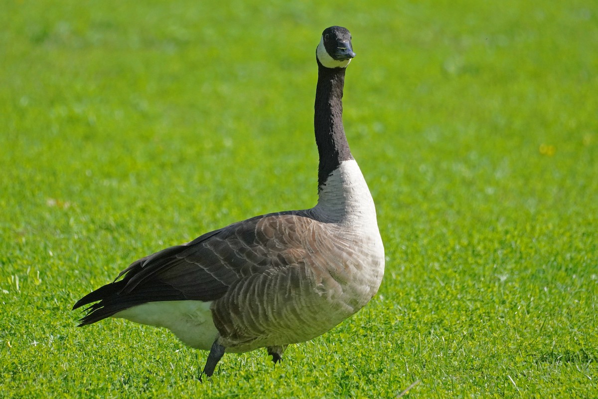 Canada Goose - ML480348421