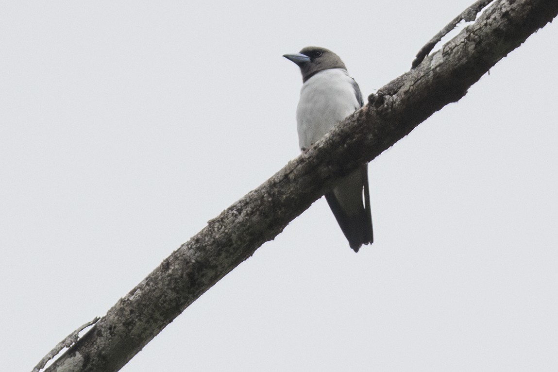 Ivory-backed Woodswallow - Robert Lockett