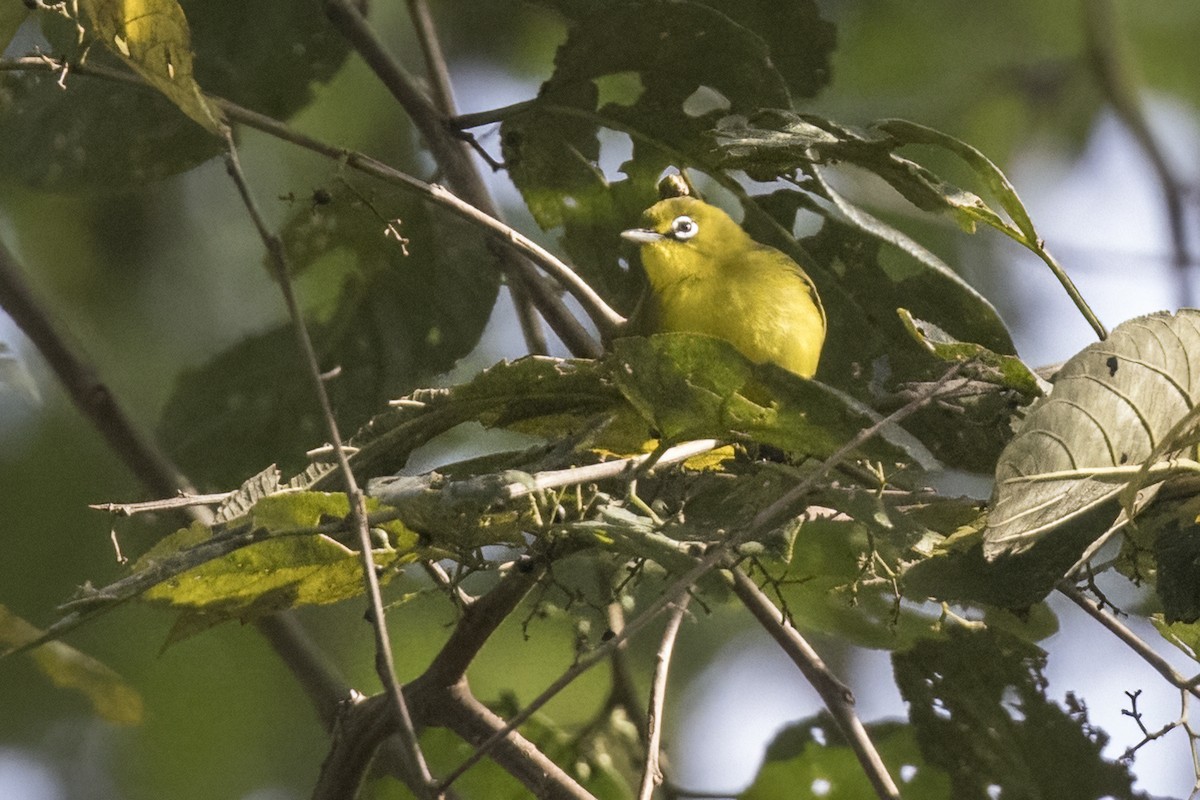 Zostérops à ventre citron - ML480348601