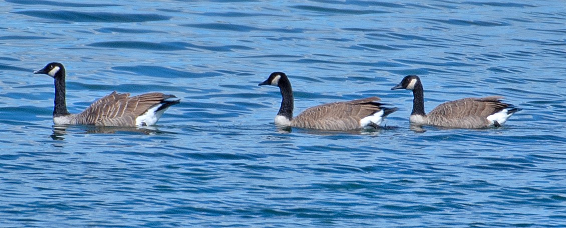 Canada Goose - ML480348811