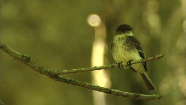 Black x Eastern Phoebe (hybrid) - ML480349