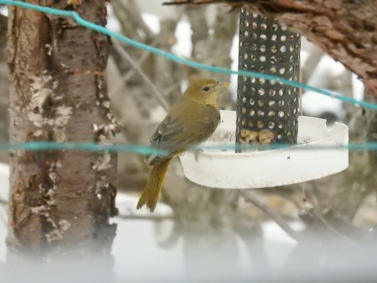 Summer Tanager - ML48034931